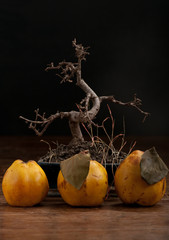 Bonsai and quince