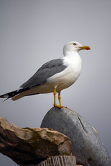 Bird on top