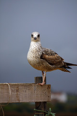 Juvenile gull