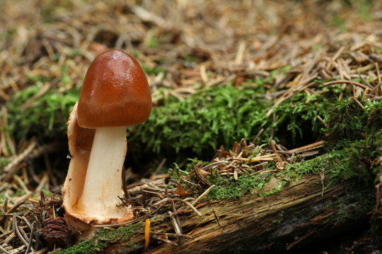 Junger Scheidenstreifling