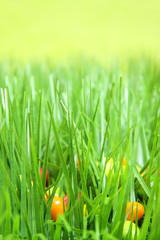 Ostereier im gr&uuml;nen Gras
