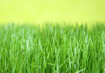 Fototapeta na wymiar grünes Gras