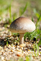 Cone mushroom