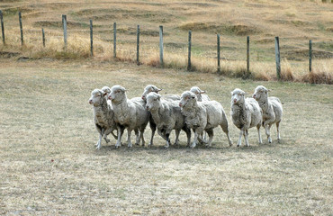 Obraz premium sheep on dried up pasture