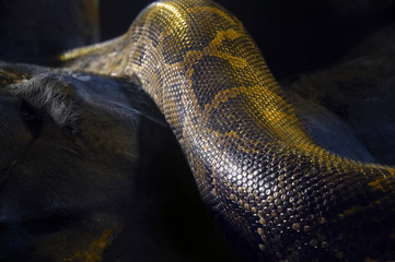Fototapeta premium serpent