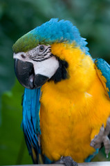 Blue and Gold Parrots 1