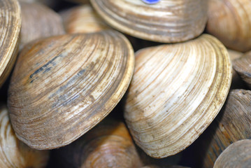Les clams