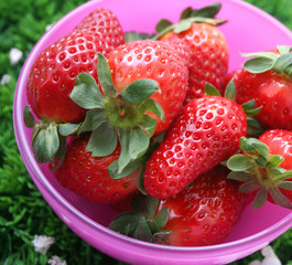 frische erdbeeren