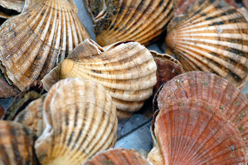Coquilles saint jacques