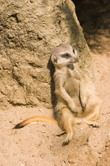 Meerkat or mongoose