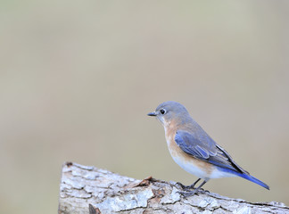 Eastern Bluebird (female)