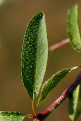 Leaf full of drops