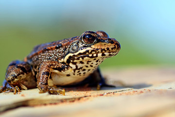 European frog