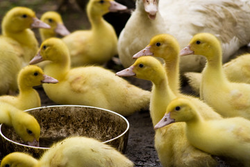 Entenküken, ducklings