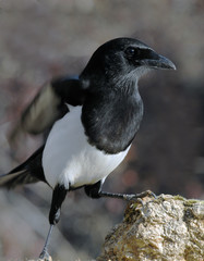 Urraca