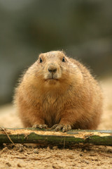 Prairie dog looking at you