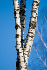 Naklejka premium wood