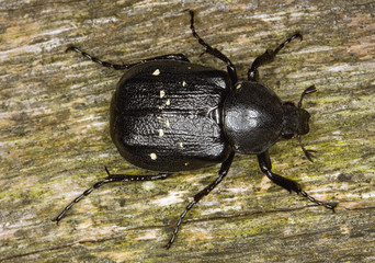 Gnorimus variabilis