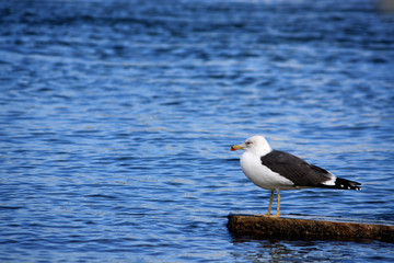 Gull on the rock