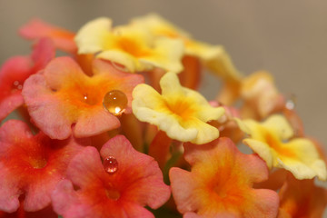 Fototapeta premium Small flowers with water drops