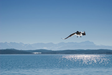 Fototapeta na wymiar Mewa nad jeziorem Starnberg