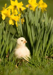 Baby chick and daffodils