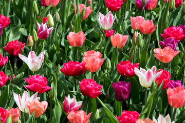 Field of multicolored tulips