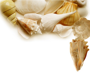 Seashells