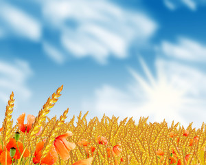 grain field