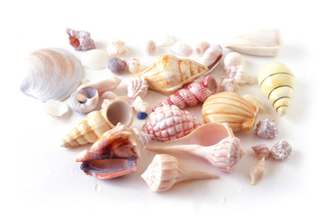 Sea Shells