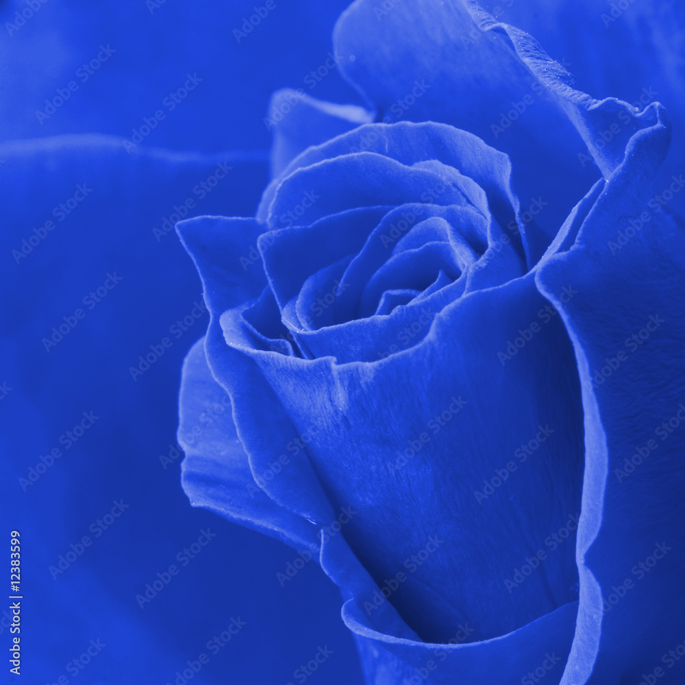 Poster Blue rose close-up