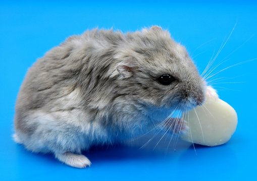 Hamster ruso