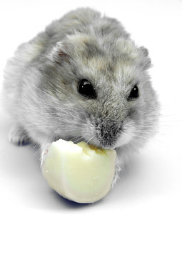 Hamster ruso