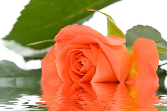 orange rose with leaves laying in water