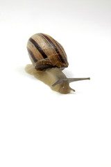 Caracol