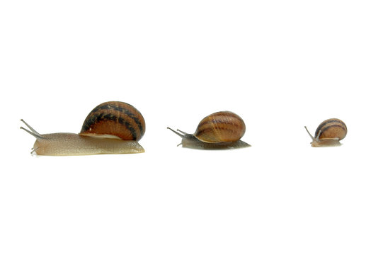 Familia de caracoles