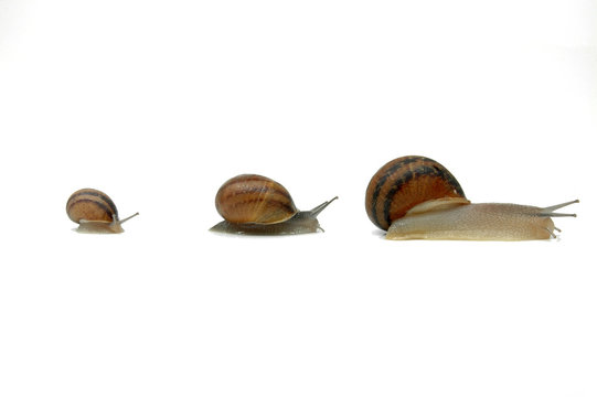 Familia de caracoles