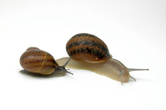 Caracoles