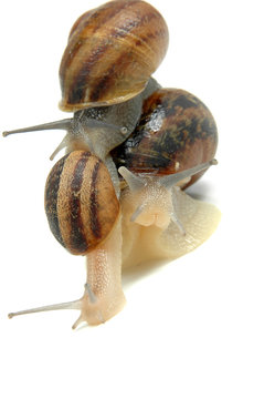 Caracoles