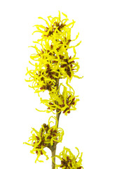 Hamamelis freigestellt - Hamamelis isolated 05