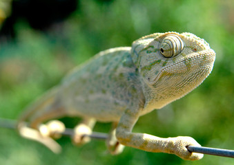 Camaleon