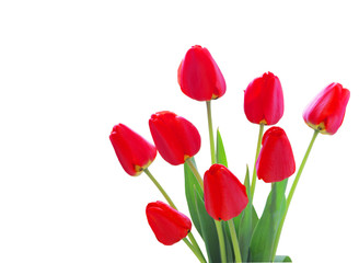 Fototapeta premium Red Tulips