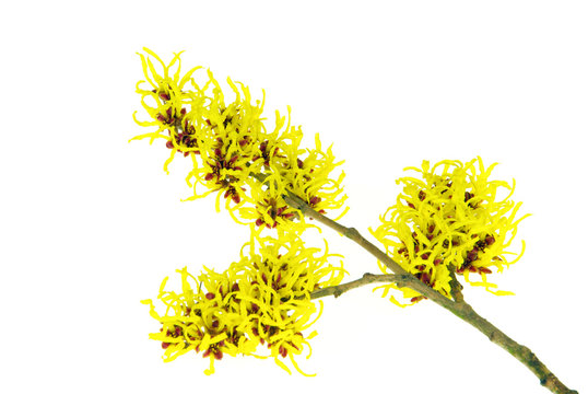 Hamamelis freigestellt - Hamamelis isolated 20