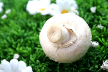 champignons