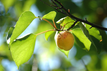 Fresh Apricot