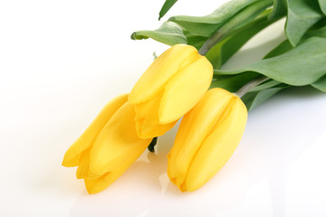 Obraz premium Spring Flowers Tulips