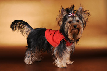 Yorkshire terrier in red sweater