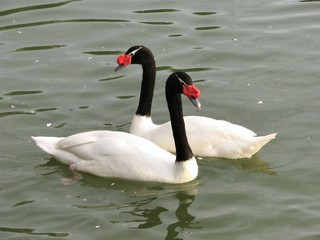 Pair of black-necked swans/Cygnus melancoryphus