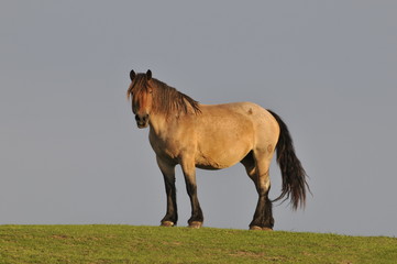 Pferd auf Rasen gegen Horizont
