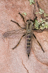 Resting robber fly